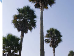 top